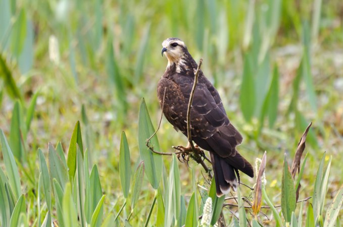 Photo (2): Snail Kite