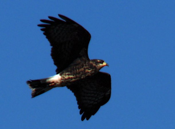 Photo (16): Snail Kite