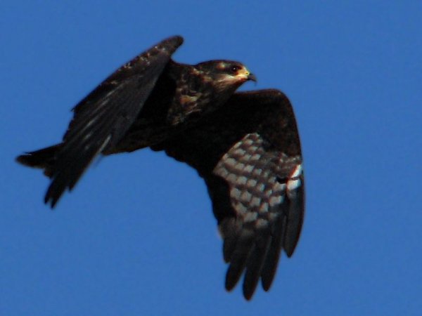 Photo (12): Snail Kite