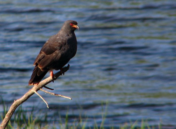Photo (3): Snail Kite