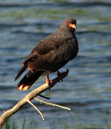 Photo (17): Snail Kite