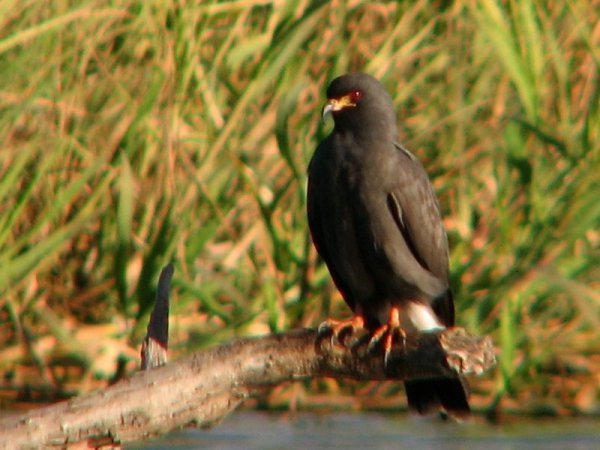 Photo (18): Snail Kite