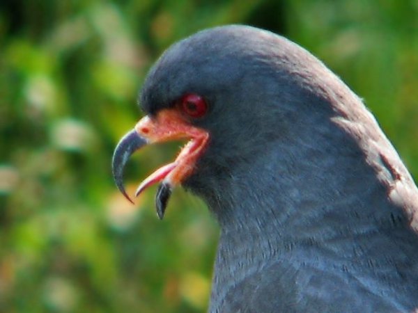 Photo (11): Snail Kite