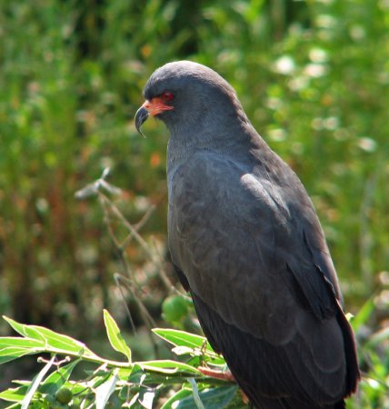 Photo (5): Snail Kite
