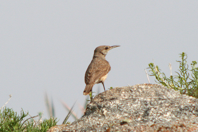 Photo (20): Rock Wren