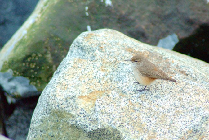 Photo (19): Rock Wren