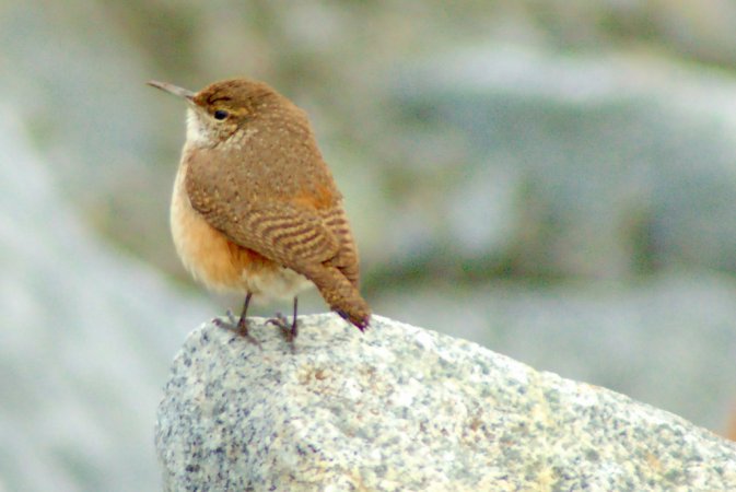 Photo (17): Rock Wren