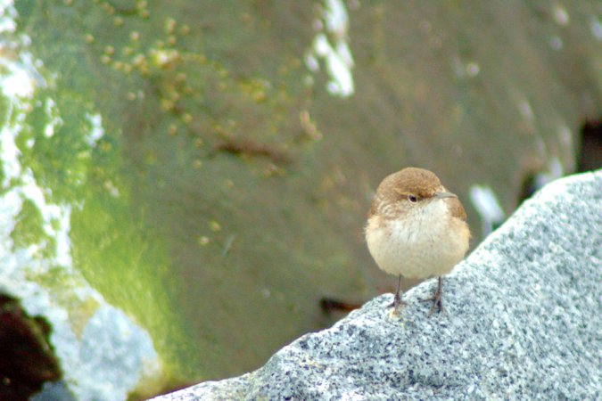 Photo (18): Rock Wren
