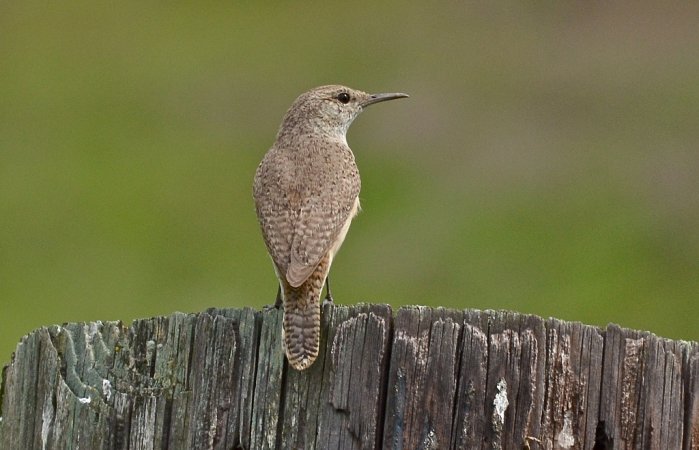 Photo (2): Rock Wren