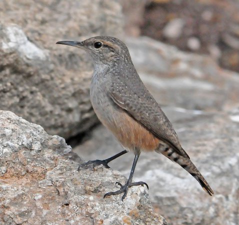 Photo (1): Rock Wren