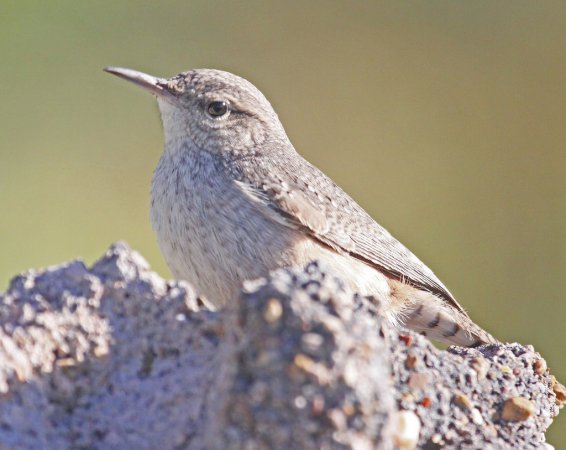 Photo (8): Rock Wren