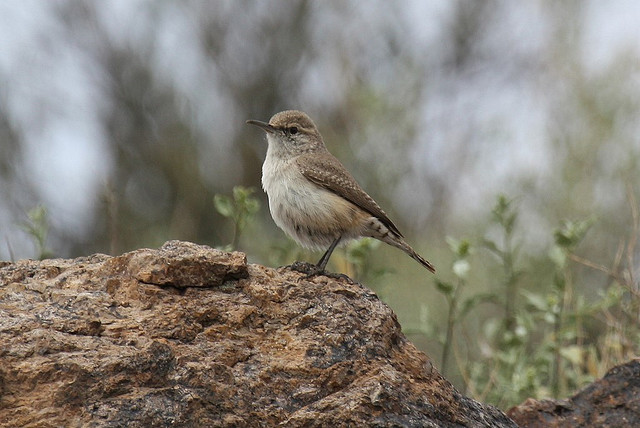 Photo (6): Rock Wren