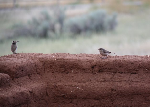 Photo (16): Rock Wren
