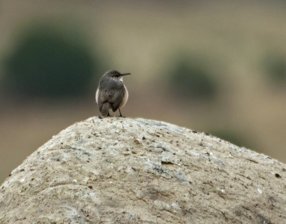 Photo (11): Rock Wren