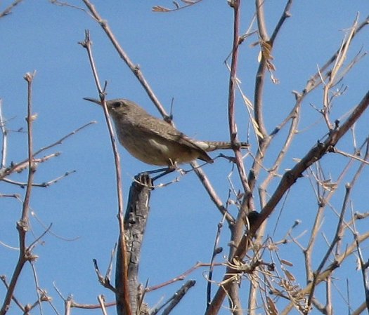Photo (14): Rock Wren
