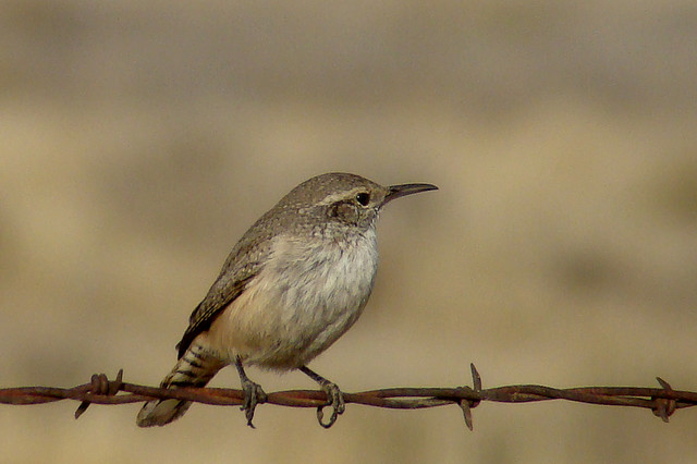 Photo (3): Rock Wren