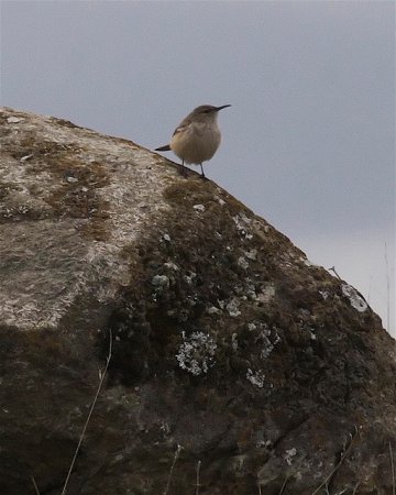 Photo (12): Rock Wren