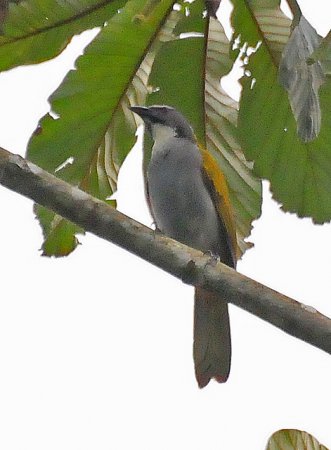 Photo (8): Black-headed Saltator