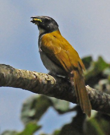 Photo (4): Black-headed Saltator