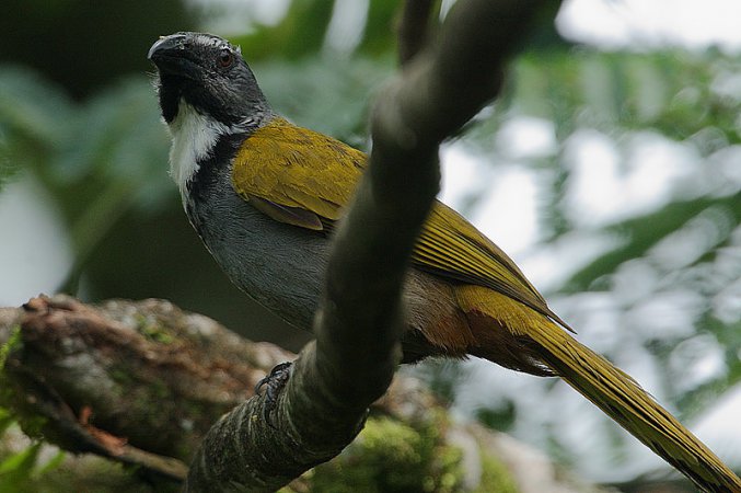 Photo (3): Black-headed Saltator