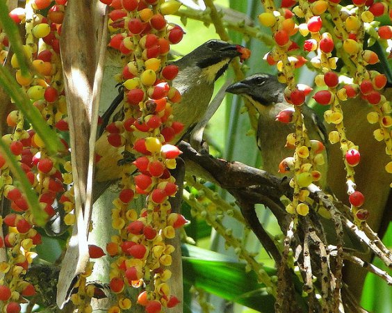 Photo (3): Grayish Saltator