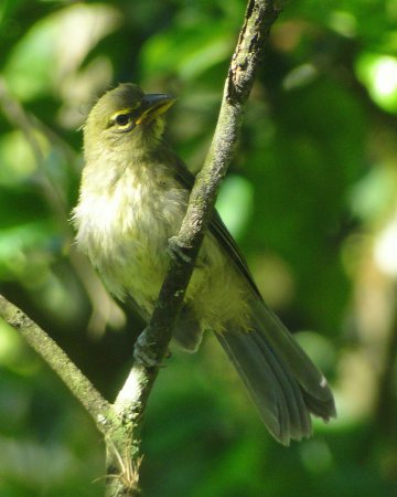 Photo (18): Grayish Saltator