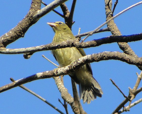 Photo (17): Grayish Saltator