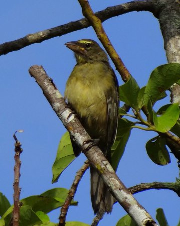 Photo (16): Grayish Saltator