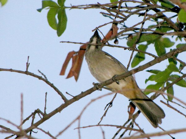 Photo (12): Grayish Saltator