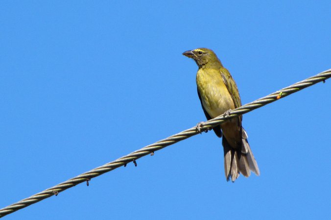 Photo (15): Grayish Saltator