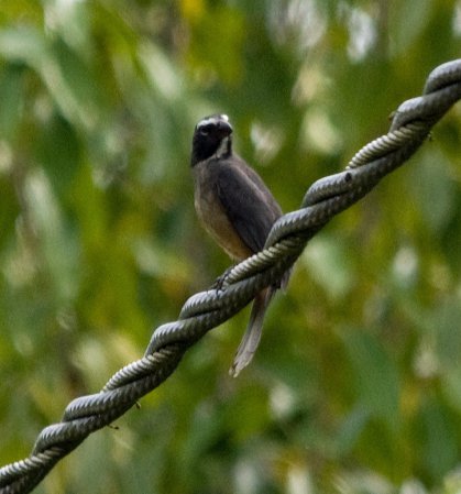 Photo (10): Grayish Saltator
