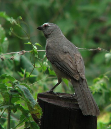 Photo (7): Grayish Saltator