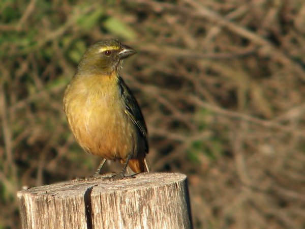 Photo (14): Grayish Saltator