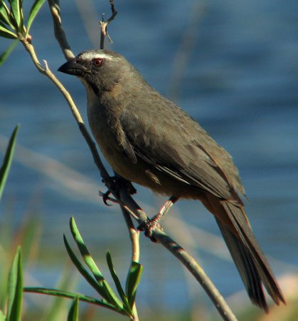 Photo (2): Grayish Saltator