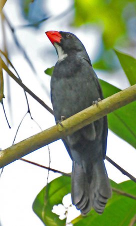 Photo (3): Slate-colored Grosbeak