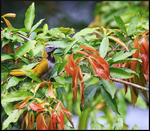 Photo (7): Buff-throated Saltator
