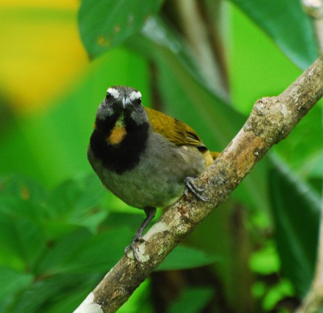 Photo (3): Buff-throated Saltator