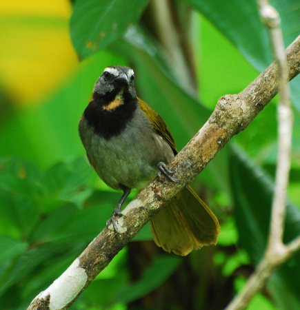 Photo (2): Buff-throated Saltator