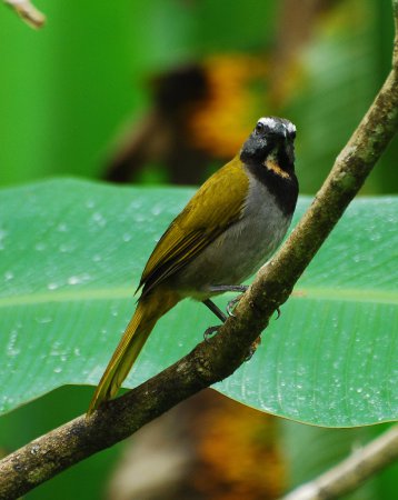 Photo (6): Buff-throated Saltator