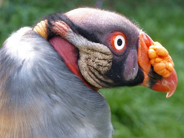 Photo (6): King Vulture