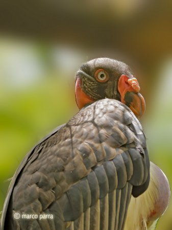 Photo (1): King Vulture