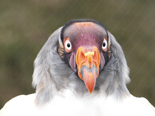 Photo (5): King Vulture