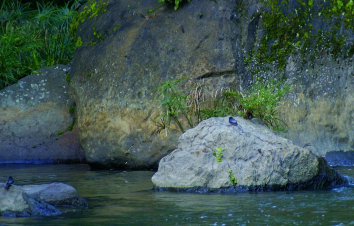 Photo (17): Black Phoebe