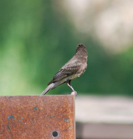 Photo (20): Black Phoebe