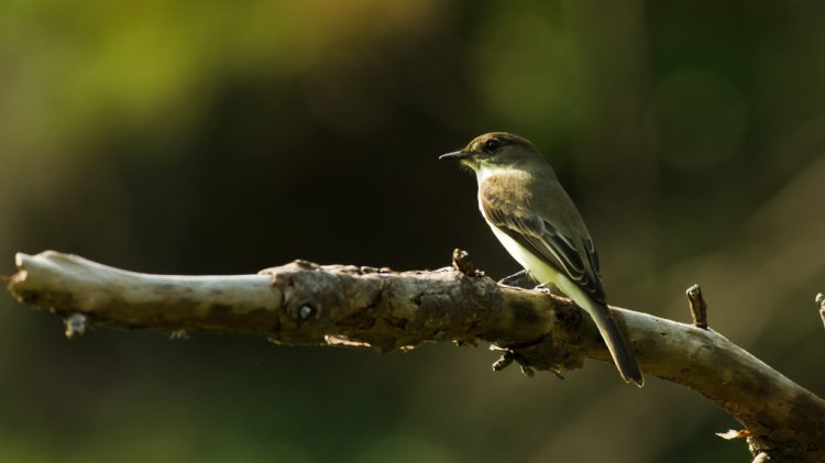 Photo (19): Eastern Phoebe