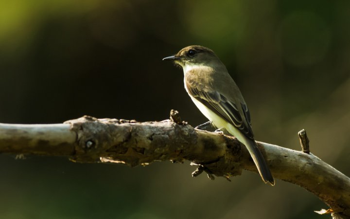 Photo (5): Eastern Phoebe