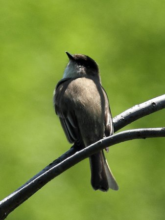 Photo (20): Eastern Phoebe