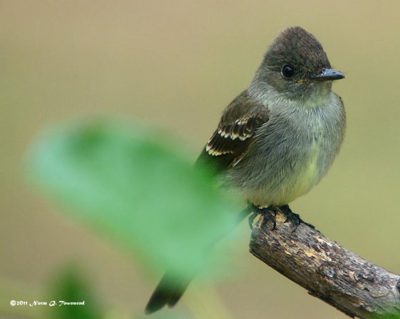 Photo (23): Eastern Phoebe