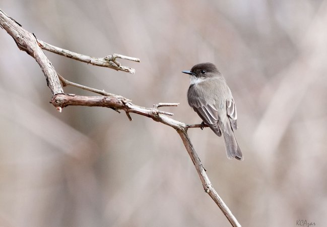 Photo (4): Eastern Phoebe