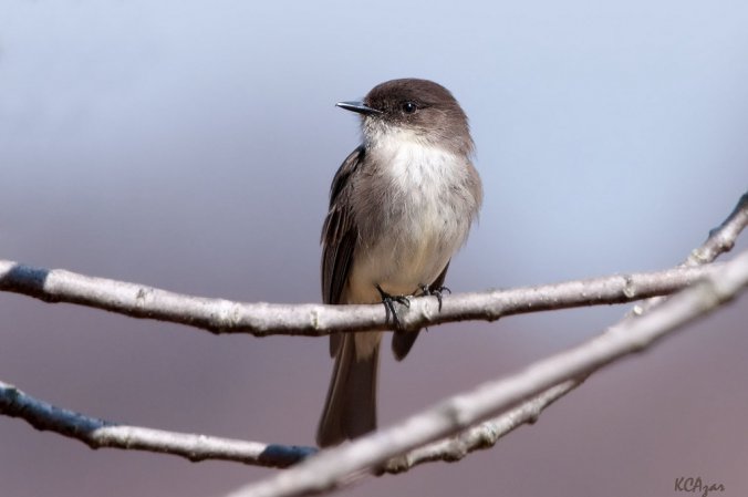 Photo (1): Eastern Phoebe